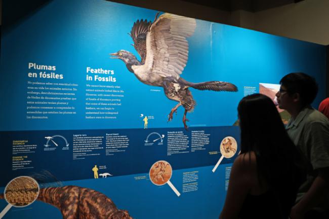 Uno de los paneles de la exposición Dinosaurios entre nosotros (foto: MNCN).