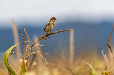 Hembra de escribano palustre en un cultivo cerealista (foto: Matthias Hafner / Adobe Stock).