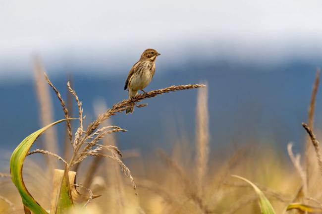 Hembra de escribano palustre en un cultivo cerealista (foto: Matthias Hafner / Adobe Stock).