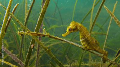 Un caballito de mar nada en una pradera marina (foto: Oleg Kovtun / Adobe Stock).