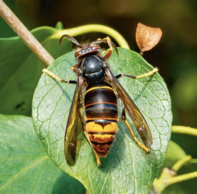 La avispa asiática (Vespa velutina) es una de las especies invasoras más perjudiciales (foto: JEANLUC / Adobe Stock).
