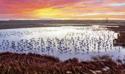 Grullas al atardecer en la laguna de El Oso, en la provincia de Ávila, en una imagen captada por las cámaras de Directo Natura.