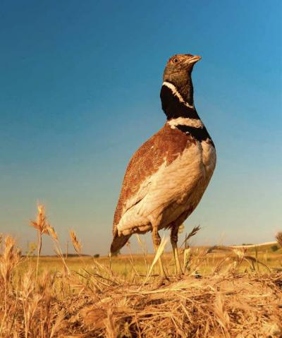Macho de sisón en un campo de cereal (foto: Adobe Stock).