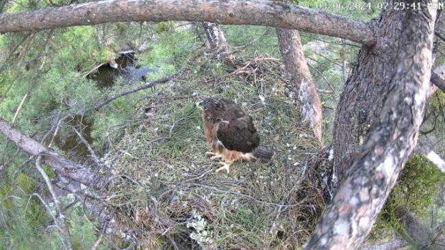 Aspecto del águila perdicera “Chavela” cuando estaba a punto de volar del nido, a principios de junio de 2024.