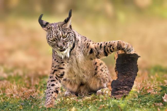 Un lince ibérico juega con un trozo de corcho (foto: perpis / Adobe Stock).