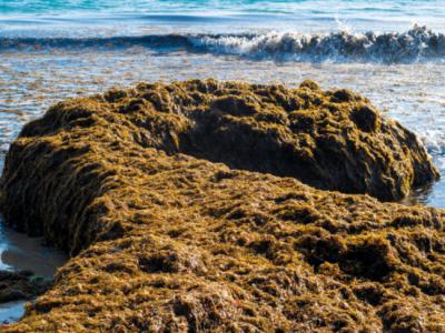 Arribazón de “Rugulopteryx okamurae” en las costas del estrecho de Gibraltar (foto: Algecireño / Adobe Stock).