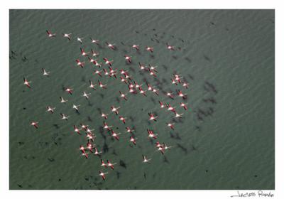 Un grupo de flamencos sobrevuela el Lucio del Lobo, en el Parque Nacional de Doñana (foto: Jacinto Román).