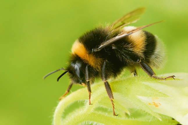 Abejorro de la especie Bombus terrestris, uno de los insectos polinizadores más comunes (Henk / Adobe Stock).