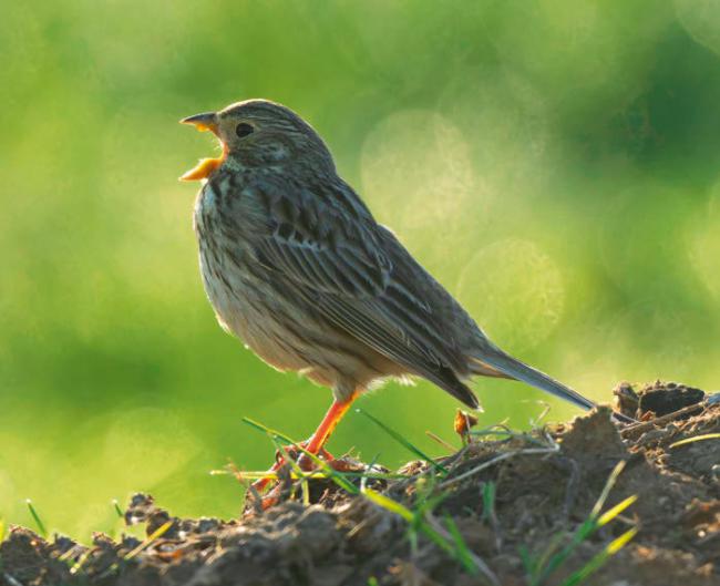 El triguero es una de las aves más características de los secanos cerealistas españoles (foto: denis / Adobe Stock).