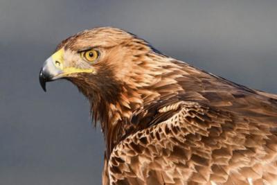 Primer plano de un águila real, una de las especies seguidas por el proyecto “Secretos de la naturaleza” (foto: alberto / Adobe Stock).