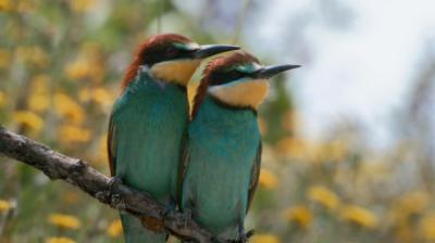 Pareja de abejarucos (foto: Mawindo Post).