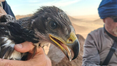 Una de las águilas reales jóvenes marcadas con GPS en el Sahara (foto: Wilder South).