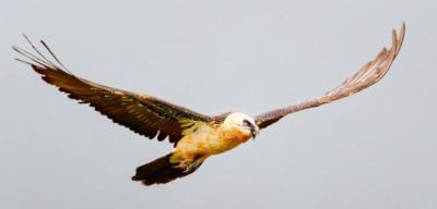 Quebrantahuesos en vuelo (foto: Jarcosa / Adobe Stock).