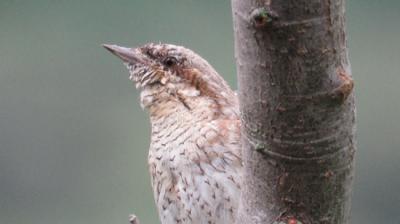 El torcecuello es una de las especies de aves protagonistas de “Un lugar en la Valdorba” (foto: G. Molinero y J. Murillo).