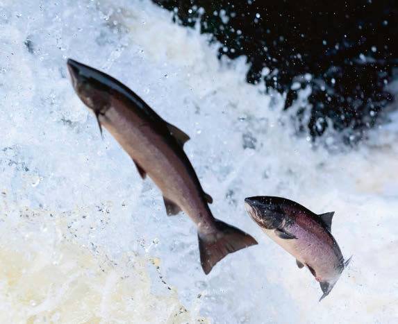 Varios salmones atlánticos remontan un río (foto: Jamie / Adobe Stock).