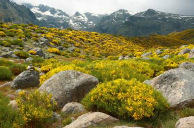 Paisaje de la sierra de Gredos con los piornos en flor (foto: Patrik Stedrak / Adobe Stock).