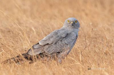 Un estudio justifica la reclasificación del aguilucho cenizo como especie 'En peligro'