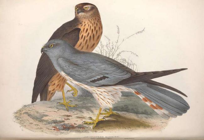 Pareja de aguiluchos cenizos. Autor: John Gould (1804-1881).