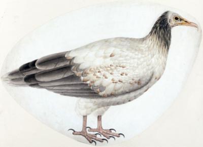 Alimoche. Lámina antigua de autor desconocido (Yale Center for British Art, Paul Mellon Collection).