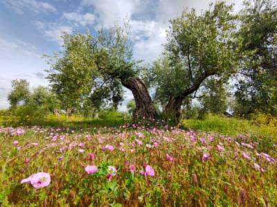 Olivo de gran porte rodeado de cubierta vegetal espontánea (foto: Olivares Vivos – SEO/BirdLife).