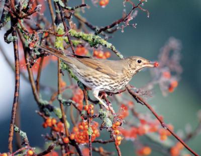 Un zorzal común sujeta con el pico un fruto de serbal de los cazadores (foto: Erni / Adobe Stock).