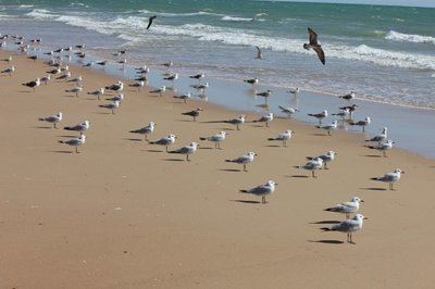 Aves que vuelven: una historia de recuperación en las costas europeas