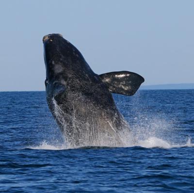 Ballena franca glacial fotografiada en la bahía de Fundy, en la costa atlántica de Canadá (foto: Tony / Adobe Stock).