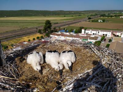 Uno de los nidos de cigüeña blanca con pollos en la provincia de Jaén a los que se les ha extraído muestras de sangre para el estudio sobre contaminantes químicos (foto: Francisco M. Camacho).
