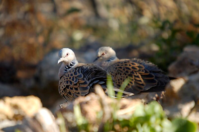 Dos tórtolas europeas reposan en su zona de reproducción en un monte mediterráneo de la provincia de Granada (foto: Agustín de Orduña).