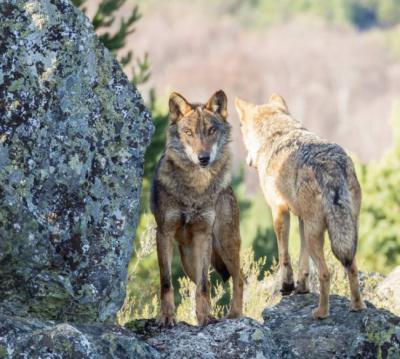 Lobos fotografiado s en condiciones controladas (foto: ramoncarretero / Adobe Stock).