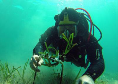 Un buzo se dispone a plantar un fragmento de posidonia. Desde 2018 se han plantado más de 18.000 plántulas y fragmentos de esta fanerógama marina en la Bahía de Pollença (Mallorca). Foto: Redeia.
