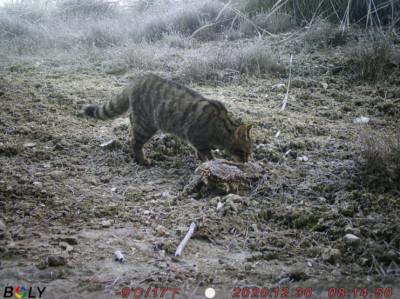 Imagen de fototrampeo de un gato montés obtenida en Carabaña, al sureste de la Comunidad de Madrid (foto: I Sondeo de Gato Montés en España).