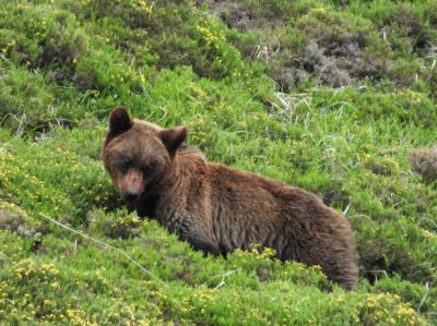 Hembra de oso pardo perteneciente a la población occidental de la Cordillera Cantábrica, el área fuente desde donde, probablemente, proceden los ejemplares que llegan a las provincias de Zamora y Ourense y al sur de León (foto: Fundación Oso Pardo).