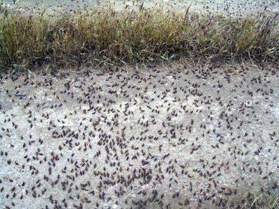 Foco de alta densidad de langostas en la comarca extremeña de La Serena (foto: Pedro Pablo Bueno).