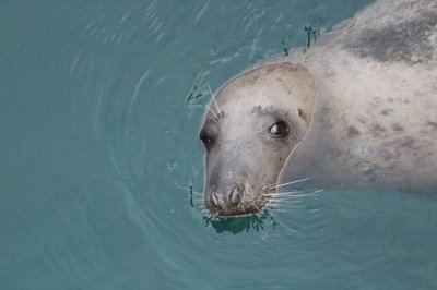 La foca gris “Oza ” fotografiada en aguas de Galicia antes de dirigirse hacia el Mediterráneo, en 2024 (foto: CEMMA).