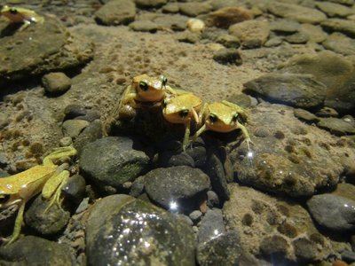 Avances en la conservación de la rana pirenaica, un anfibio de montaña emblemático