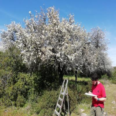 La debacle del piruétano en Doñana: ¿protegen bien los parques nacionales?