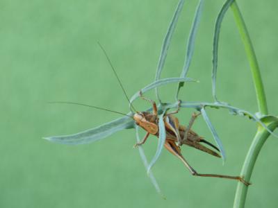 Ejemplar de saltarén gris occidental (Platycleis albopunctata), especie muy parecida a otras del género Platycleis (foto: Carlos Zaldívar).