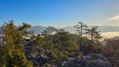 Bosque maduro de coníferas en la Serranía de Cuenca (foto: Manuel Rojo y otros autores).