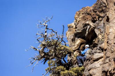 Cedro canario en un acantilado de las Cañadas del Teide (foto: Gabriel Funes).