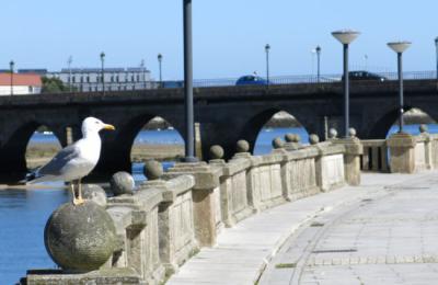 Una gaviota patiamarilla reposa sobre el petril de un puente en la localidad de Viveiro (Lugo). Foto: Jaime / Adobe Stock.