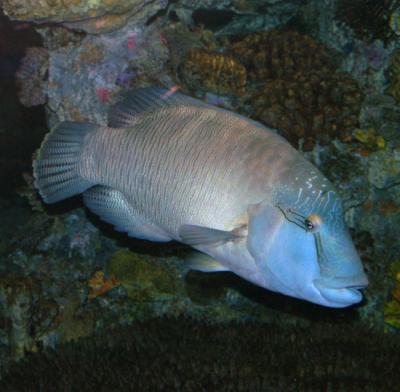 Pez napoleón (Cheilinus undulatus), especies propia de arrecifes tropicales, que figura en el Apéndice II del CITES (foto: Ángel Cánovas).