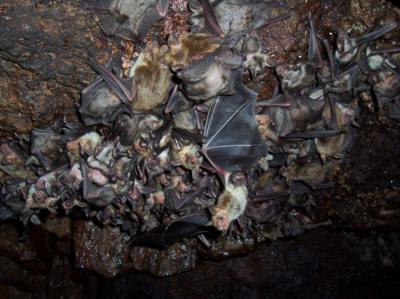 Hembras de murciélago ratonero grande en una antigua mina de la provincia de Salamanca (foto: Luis Hernández Tabernero).