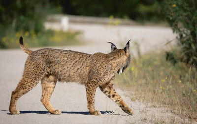 Lince ibérico en una carretera (foto: jesus / Adobe Stock).