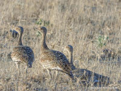Hembras de sisón común detectadas en pastizales extremeños donde trabaja LIFE Agroestepas Ibéricas (foto: Juan José Benítez).