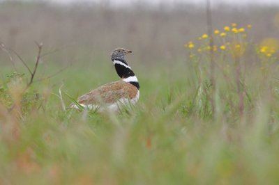 Macho de sisón. Esta especie es muy representativa del declive sufrido por parte de las aves esteparias (foto: Fundación Global Nature).