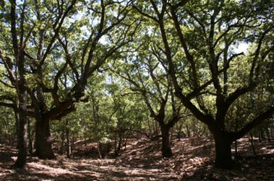 Robledal maduro de quejigo andaluz en la finca de La Garganta, en el sur de la provincia de Ciudad Real (foto: Óscar García).