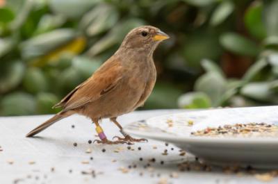 Escribano sahariano en la Línea de la Concepción (Cádiz). Este ejemplar anillado en Algeciras como pollo ha protagonizado la primera evidencia directa de dispersión natal de la especie en Europa (foto: Alex Colorado).