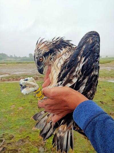 Macho de águila pescadora nacido en 2026 en la bahía de Santander y bautizado como “Máximo” en homenaje al naturalista Máximo Sánchez Cobo (foto: Carlos Sainz).