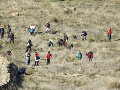 Personas voluntarias participantes en una de las “bellotadas” objeto de estudio en el término municipal de Colmenar Viejo entre 2019 y 2021 (foto: Eduardo Ramírez).